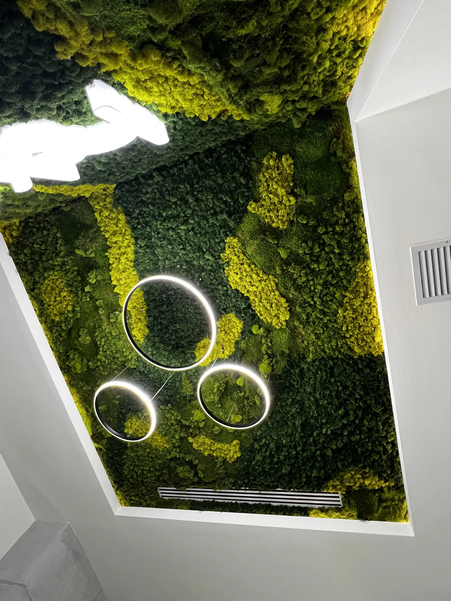 Jardin Vertical Musgo Preservado con Techo