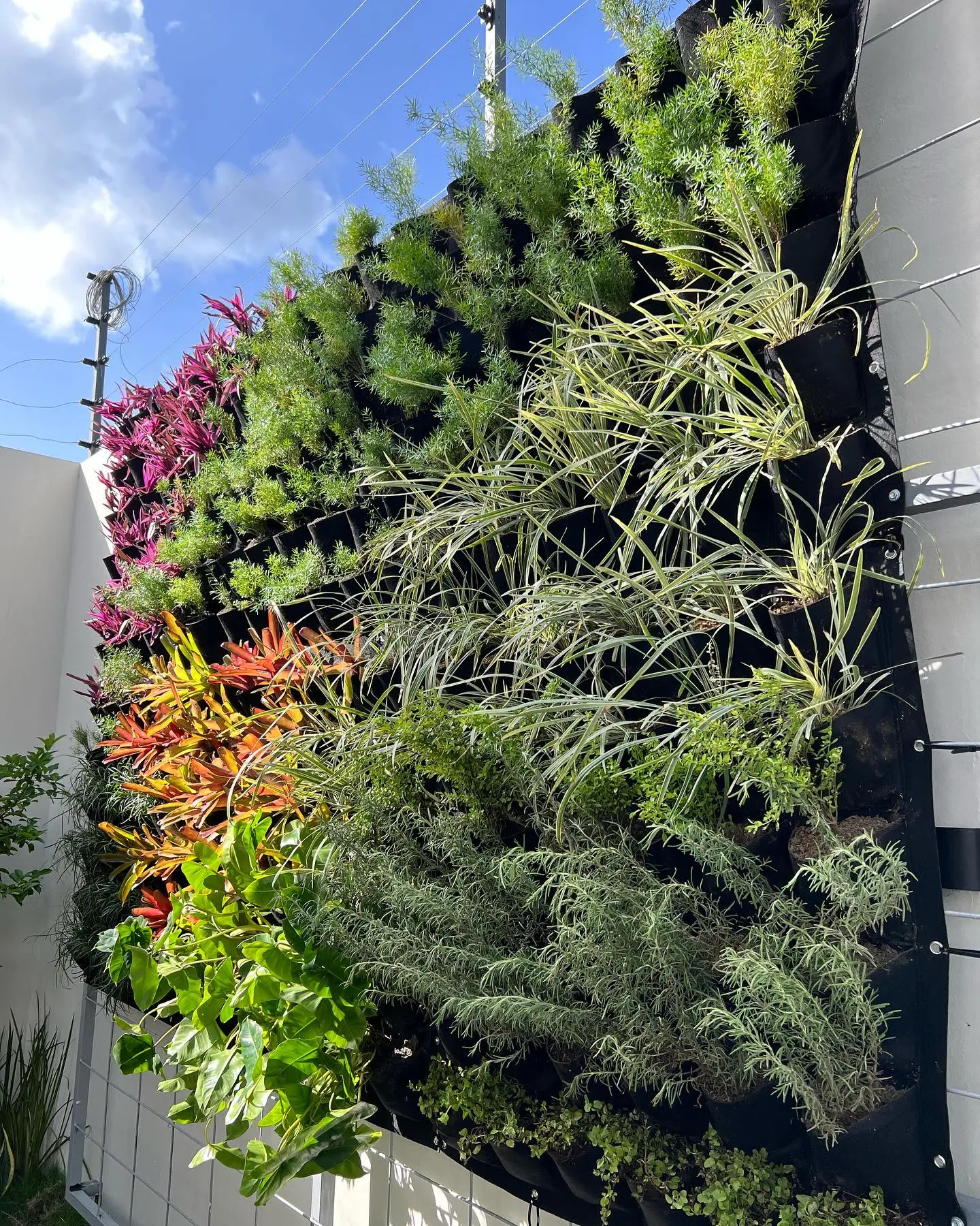 Jardín Natural Vertical