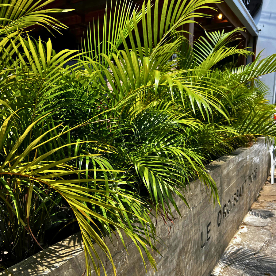 Decoracion Verde Variada Maceteros