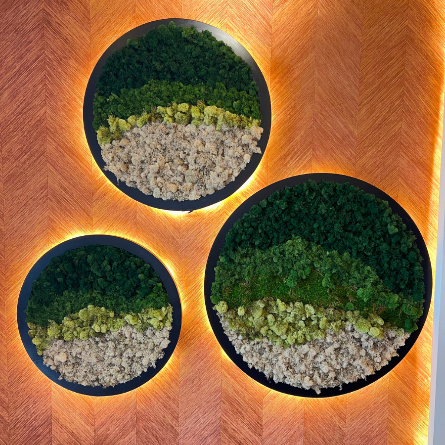 Jardín Natural Musgo Preservado