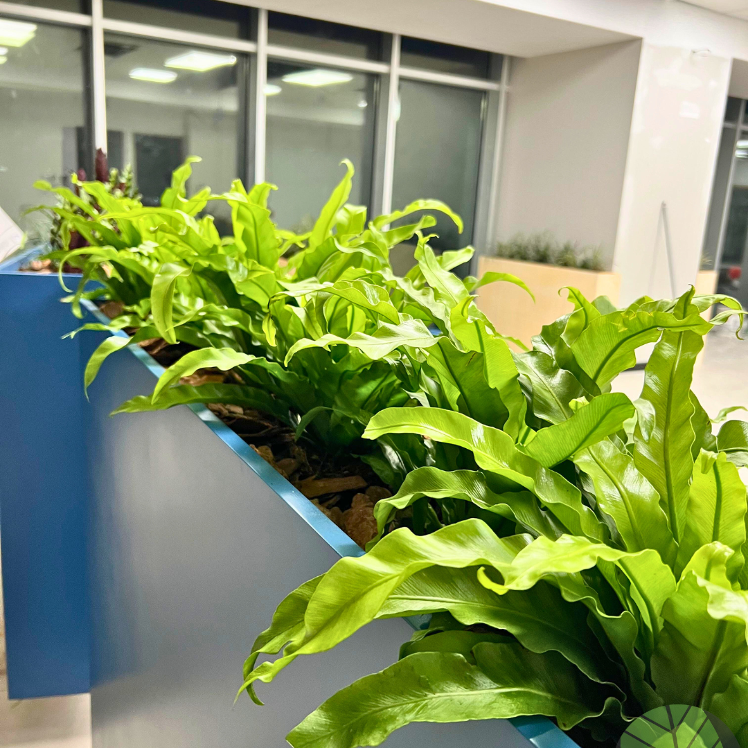 Decoracion Verde Variada en Mueble