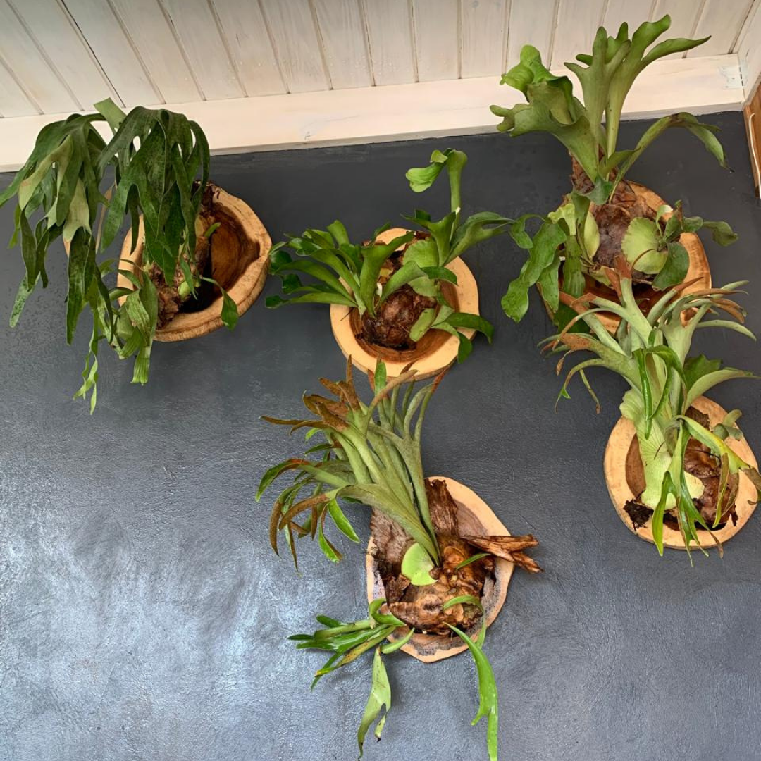 Decoracion Verde Variada en Macetero Decorativo