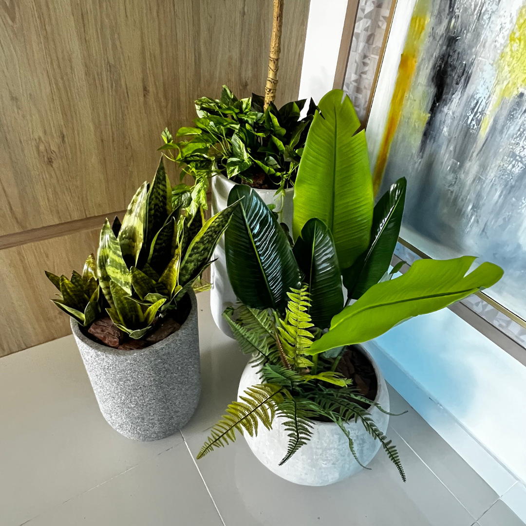 Decoracion Verde Variada Maceteros